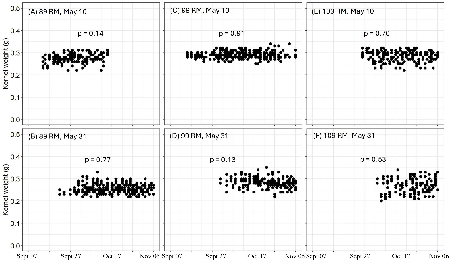Six scatterplots compare kernel weight (grams) across three relative maturity (RM) groups (89, 99 and 109 RM) planted May 10 and May 31. Kernel weights generally range from 0.20 to 0.35 grams between September and November. All six plots show p-values greater than 0.05, indicating no statistically significant relationships between kernel weight and sampling date.